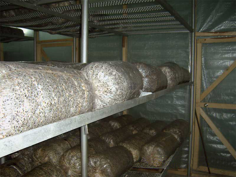 Выращивание грибов купить мицелий