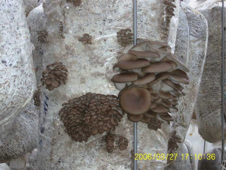 Производство грибов в АКГУП “Индустриальный”