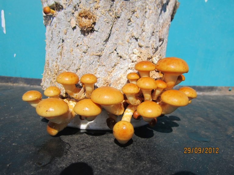 Микроклимат – погода для грибов