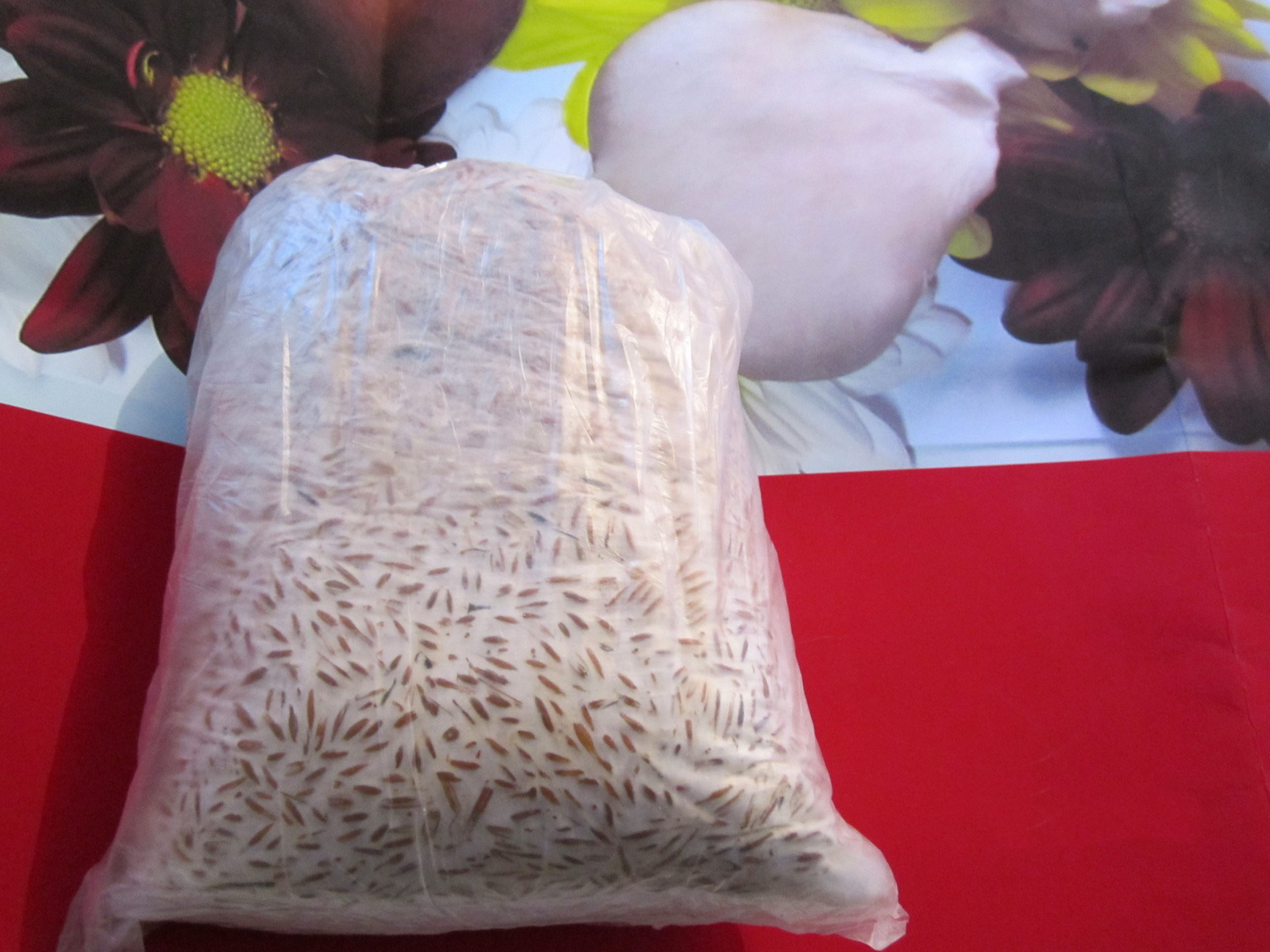 Зерновой мицелий вешенки в пакете из ПНД