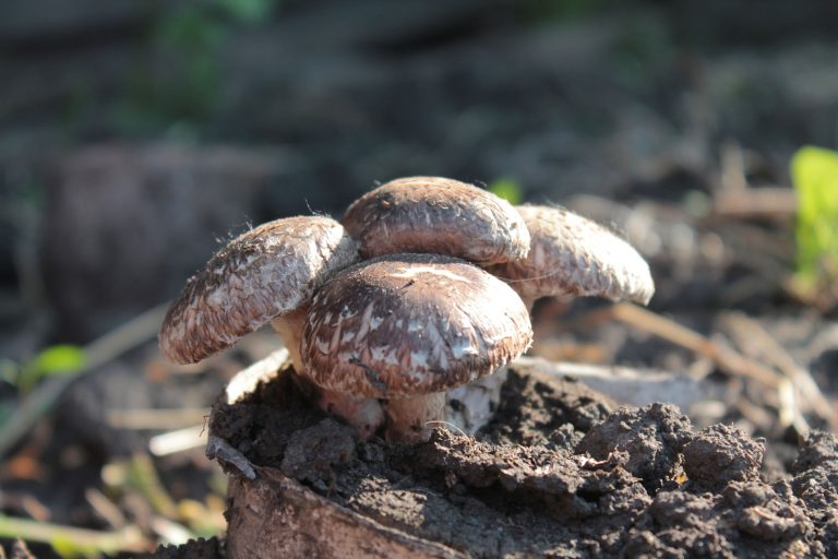 Первые весенние грибы на нашем участке