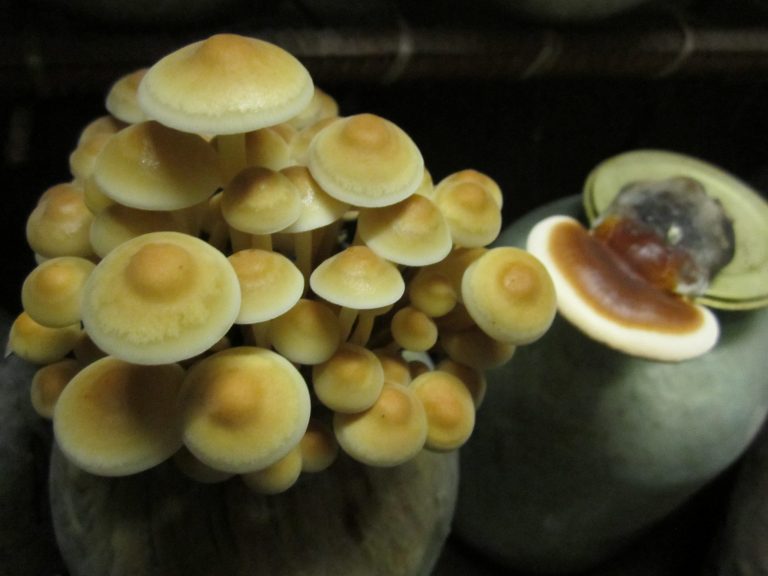 Выращивание грибов по стерильной технологии