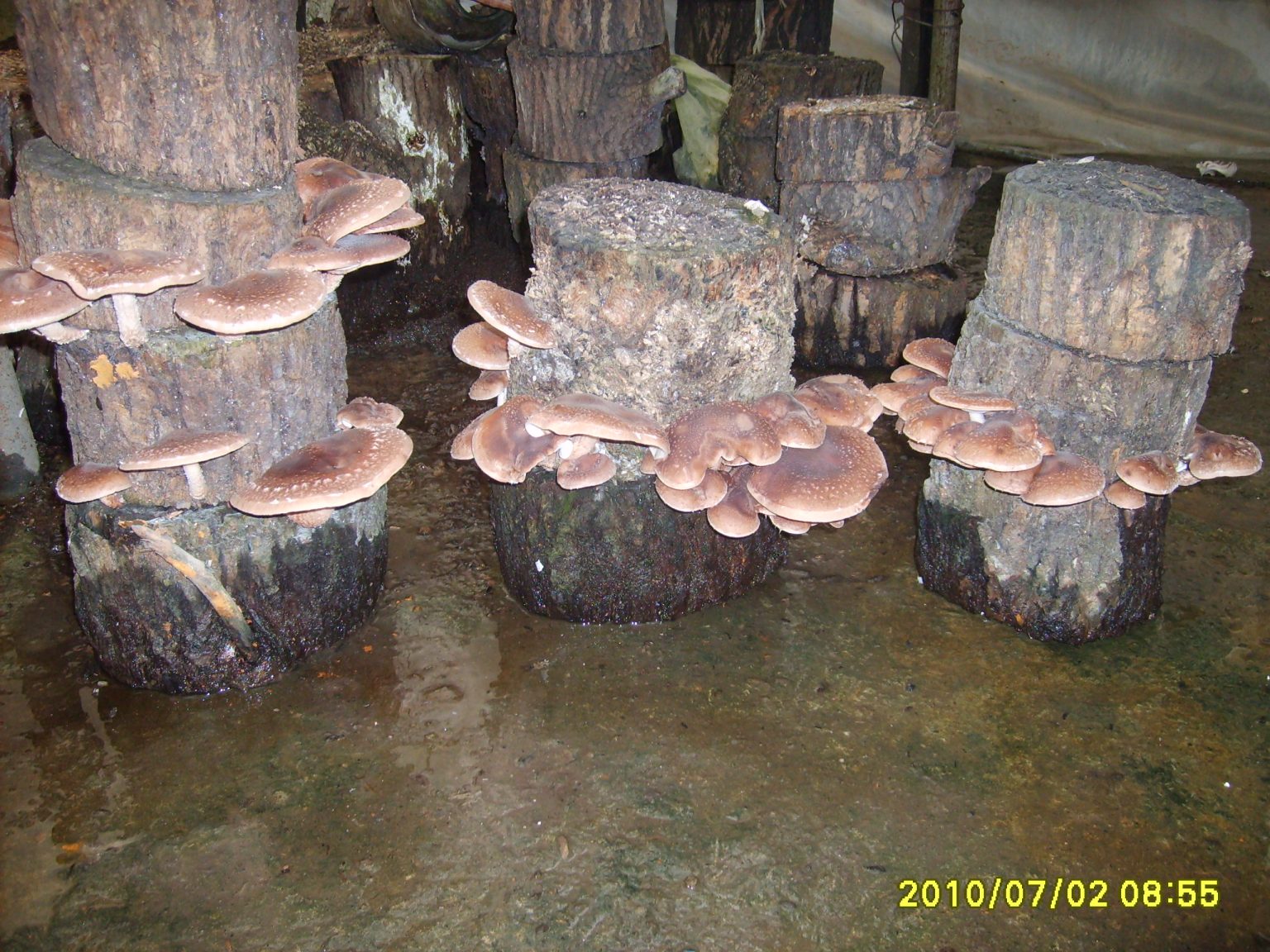 выращивание грибов в домашних условиях фото